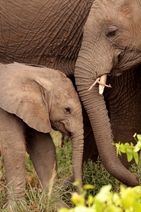 tapping heads, elephant-style