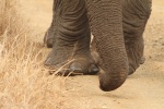 Trunk and toes